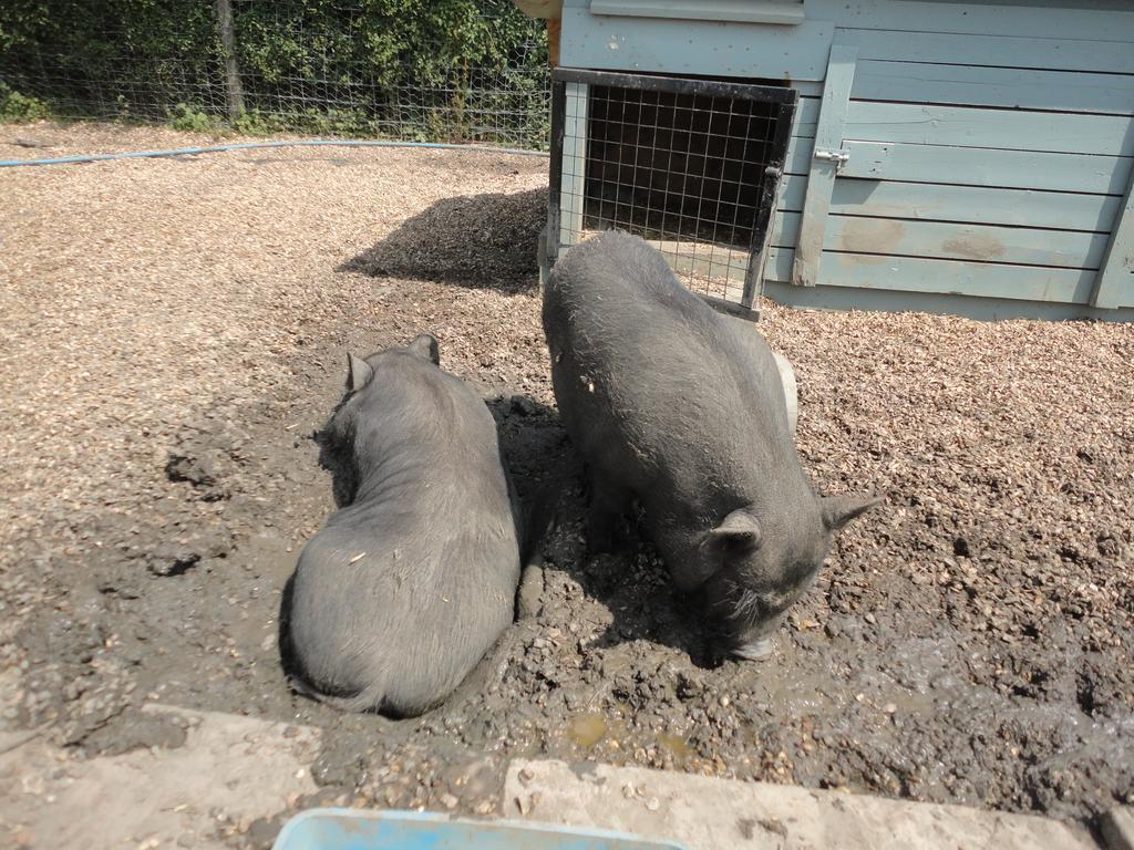 Willow Court Farm Studio South & Petting Farm, 8 Mins From Legoland & Windsor, 15 Mins From Lapland Uk Екстериор снимка