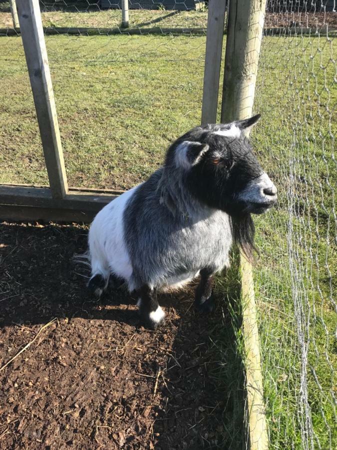 Willow Court Farm Studio South & Petting Farm, 8 Mins From Legoland & Windsor, 15 Mins From Lapland Uk Екстериор снимка