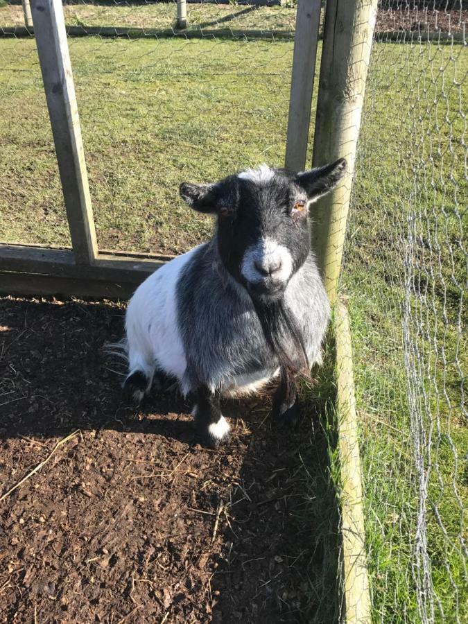 Willow Court Farm Studio South & Petting Farm, 8 Mins From Legoland & Windsor, 15 Mins From Lapland Uk Екстериор снимка