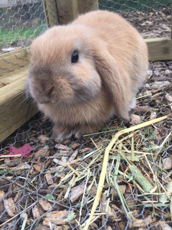 Willow Court Farm Studio South & Petting Farm, 8 Mins From Legoland & Windsor, 15 Mins From Lapland Uk Екстериор снимка